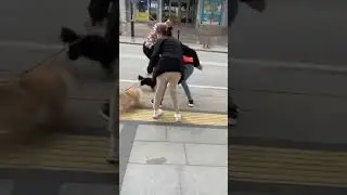 #turkey #cats #shorts #shortvideo #istanbul #animals #fight