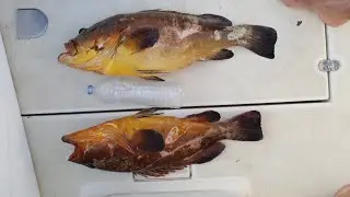 double strick of MERO 7kg &4kg.Xoco JLC سمكتين من الميرو (الهامور) في يوم واحد  AL HOCEIMA19/09/2021