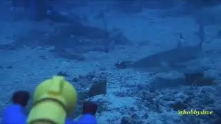 Aquaman ~ Diving Morotai Clip with Hobby Dive