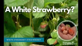 🍓A White Strawberry?