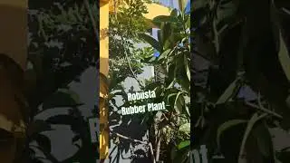 Plant 27 Rubber Plant #plantslover #plants #rubberplants