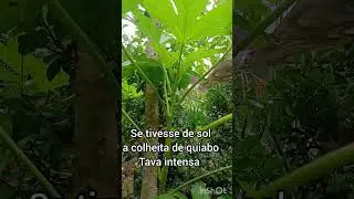 PORQU&Ecirc; N&Atilde;O ESTOU COLHENDO QUIABO