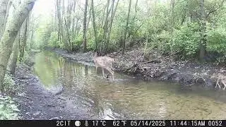 CITWC Nature Park Trail Cam Video #163 FIRST SIGHT! IT'S HERE!
