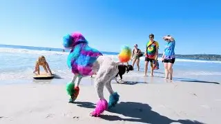 Rainbow colored Poodle plays on the beach #dog #dogbeach #poodle #dogsofyoutube #dogsplaying