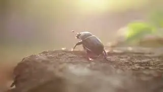 Александр Батраков ~ Белый Мох Фиков колок (video Hallerbos Forest) #folk