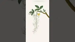 Acacia #acacia #yellow #paint