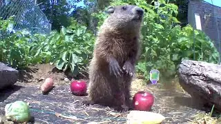 Baby Chibbles Enjoying Chunk Land