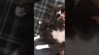 My cat bluebelle loves her heating pad