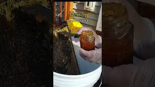 Pure Homegrown Honey #honey #honeybee #shortsviral