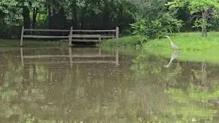 Rain, Thunder and Great Blue Heron (Egret) on Pond-LIVE NATURE SOUNDS-ASMR