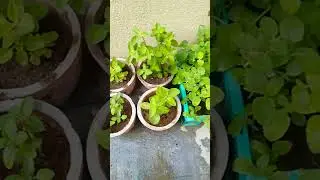 Mexican mint