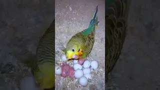 Love birds🩸|| Budgies Baby hatching 🐣  || Australian budgies parrot 2025