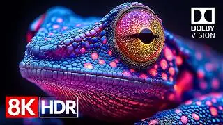 HDR at Full Power | 8K Dolby Vision 60fps (4K/8K OLED TV Demo)