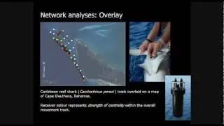 Network analyses of animal movement