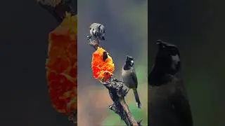 Breathtaking Bird Ballet in the Himalayas 🕊️✨ #HimalayanBulbul  #Shorts #beautifuloverland