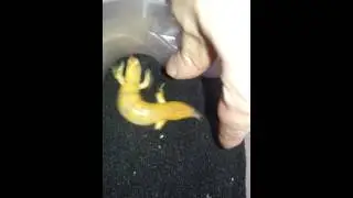 Sandfische