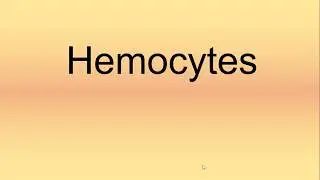 Hemocytes Pronunciation | How to Say | How to Pronounce