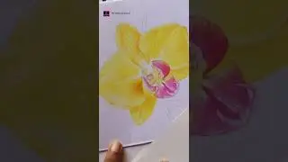 Orchid drawing with colour pencils #drawing #art #orchid #colourepencildrawing #realisticdrawing