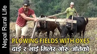 Plowing fields with Oxen || Life of Village People || Nepali Rural Life