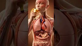 What Does a Banana Do Inside Your Body?#nutrition #healthyfood #shorts #viral #shortsfeed #ytshorts