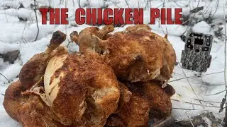 The Chicken Pile Experiment! See What the Trail Camera Footage Caught!