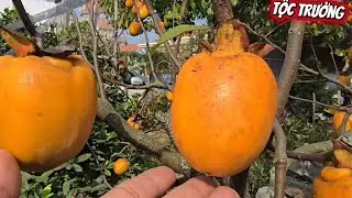 Tìm hiểu cách nhân giống cây hồng cổ Hải Hậu truyền thống 