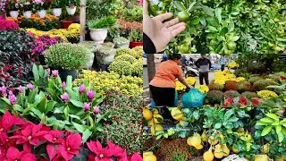 BẤT NGỜ GIÁ HOA CHỢ HOA TẾT SÀI GÒN QUẬN 7, TRÀN NGẬP SẮC MÀU CÂY CẢNH TRĨU CÀNH ĐỔ BỘ BÁN TẾT 