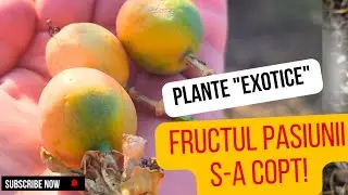 FRUCTUL PASIUNII a făcut seminte! Am adunat seminte de lavanda, galbenele, salata verde!