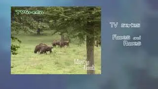 Wild Peers: Bavarian Woods - Wisent Encounters