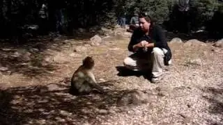 Barbary Ape