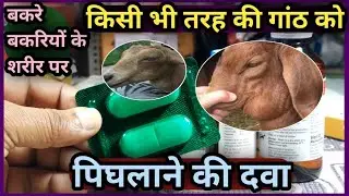 बकरे बकरियों के शरीर पर किसी भी तरह की गांठ को पिघलाने की दवा Ganth ko Pighlane ki Dawa