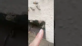 Bee signals!!! #beekeeping #wow #interesting #beelife