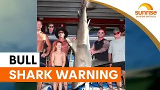Bull sharks linger longer at Sydney beaches | Sunrise