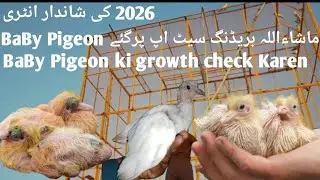 2026 New Entry MashaAllah | Visited Breeding Setup | Baby Pigeons Growth Check 🕊️ Mughal pigeon club