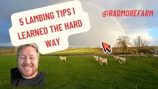 Lambing for Beginners: 5 Mistakes to Avoid (What I Learned the Hard Way)
