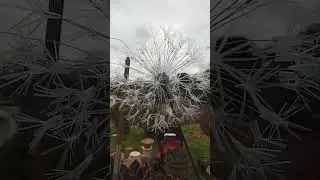 wire dandelion
