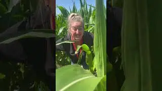 Our 2025 Maize Maze is open from 19th July!