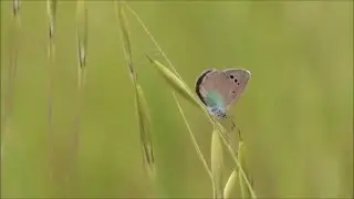 Green-Underside Blue / Glaucopsyche alexis