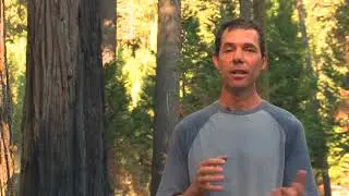 Forest Research Scientist