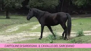 CAVALLO DEL SARCIDANO: UNA RAZZA ANTICA A RISCHIO ESTINZIONE | CARTOLINE DI SARDEGNA (19-03-2025)