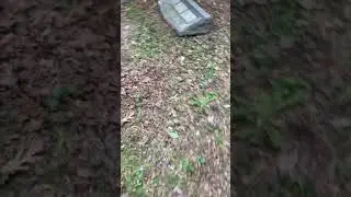 Forest exploration #1