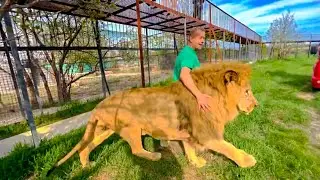 RELEASE OF LION 2022! Oleg Zubkov brings out the pride of the MAIN LION!