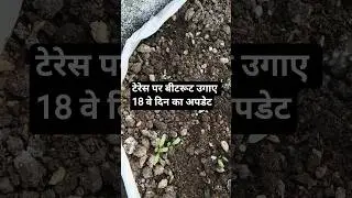 टेरेस पर बीटरूट उगाए 18 वे दिन का अपडेट |#terracegardenindia #beetroot #ytshorts #gardening #garden