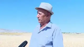 Дар ноҳияи Деваштич дарави ғалла идома дорад