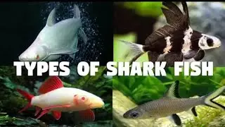 types of shark fish for aquarium and pond easy care