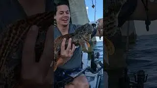 oyster TOAD 😅