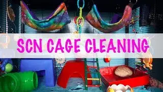 Cage Cleaning Time-Lapse | Single Critter Nation Rat Cage