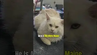 Cat Breeding: Introducing Aspen To Amour at Windy Hill Pets Cattery
