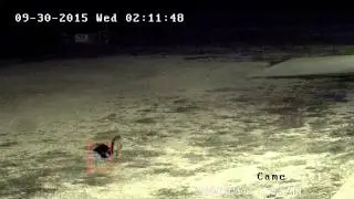 Fox caught on security camera