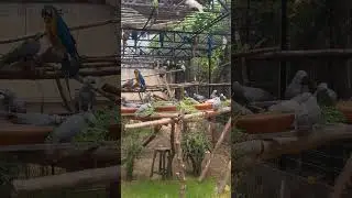 Macow breeding farm Zubair